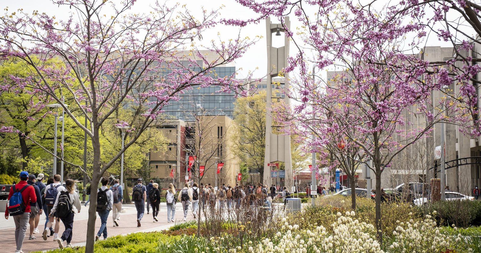 Temple campus with spring blossoms
