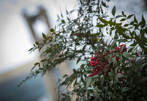 Red berries on a branch in focus with Temple's Bell Tower blurred but visible behind them