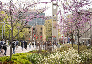 temple's campus in the spring