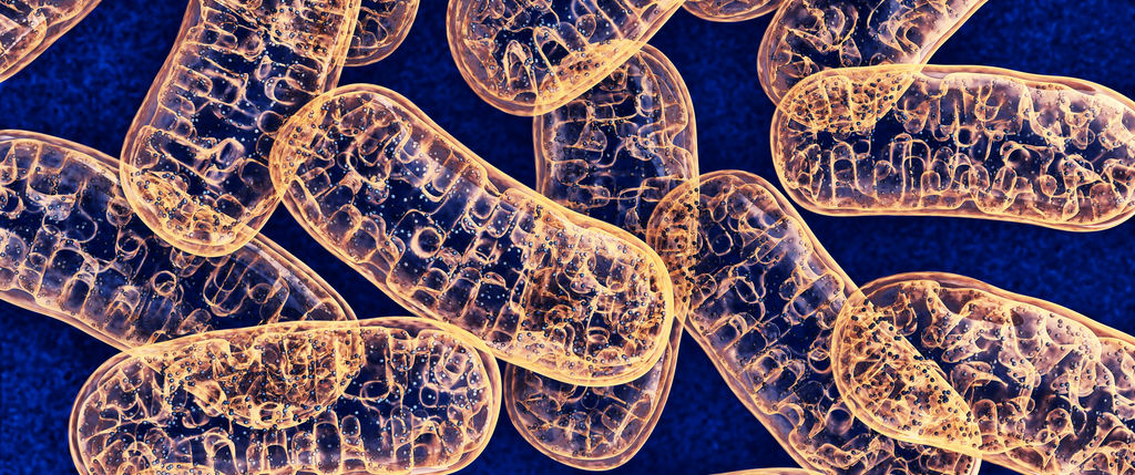 3d illustration of mitochondria
