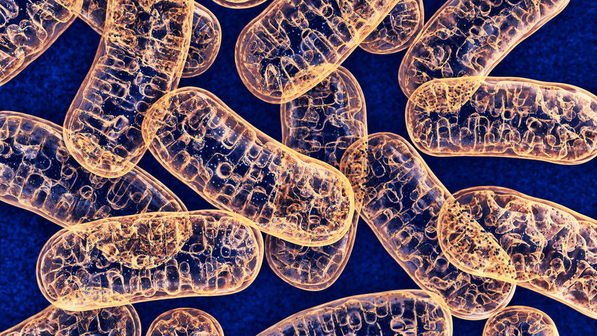 3d illustration of mitochondria