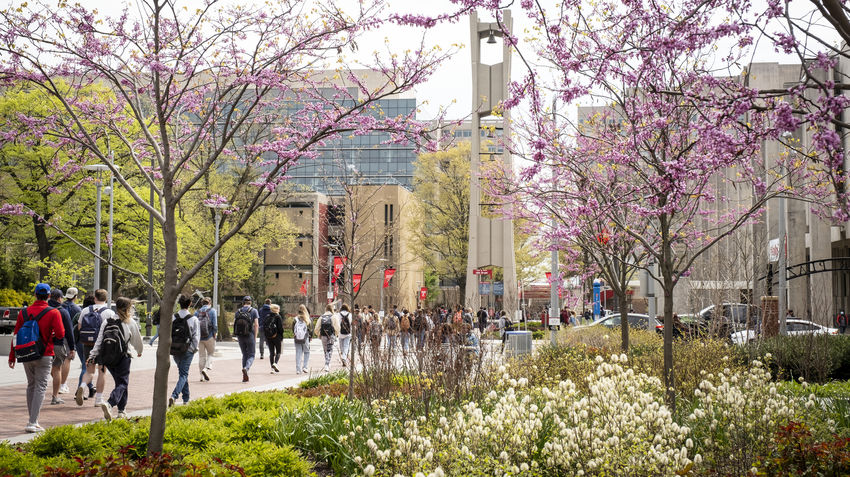 temple campus with spring blossoms