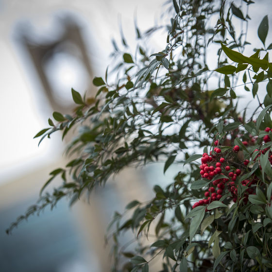 Red berries on a branch in focus with Temple's Bell Tower blurred but visible behind them