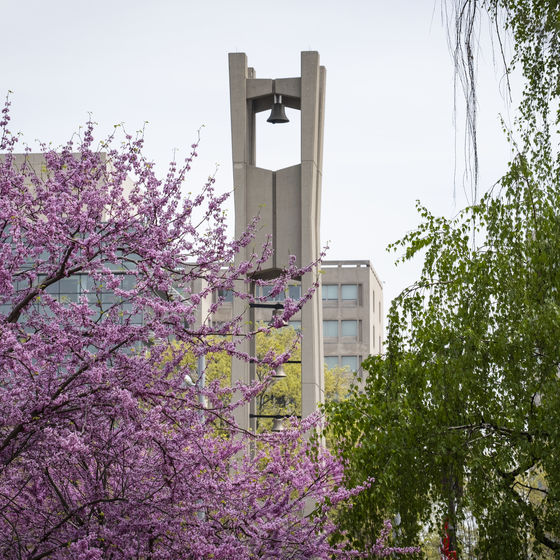 Looking through an in-bloom cherry blossom tree at Temple's Bell Tower
